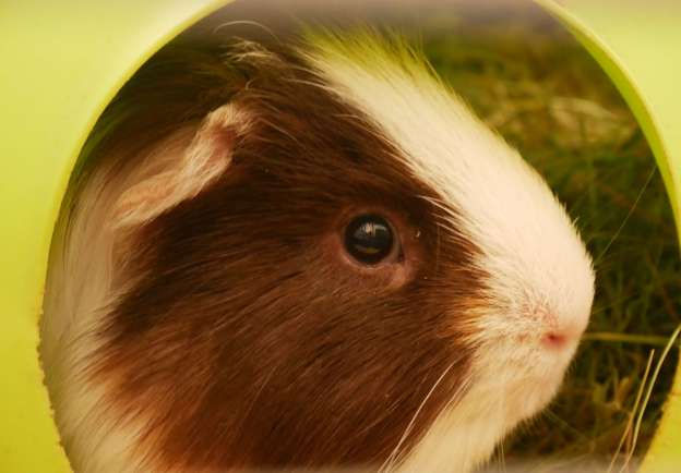 Guinea Pig Boarding